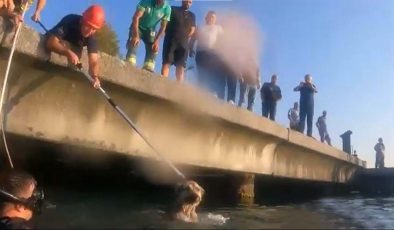 Mahsur Kalan Köpek, Sahil Güvenlik Komutanlığı Ekiplerince Kurtarıldı