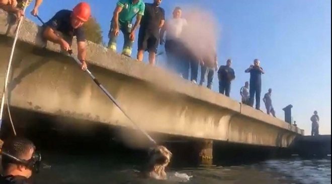 Mahsur Kalan Köpek, Sahil Güvenlik Komutanlığı Ekiplerince Kurtarıldı