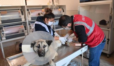 Beyoğlu’nun veteriner hekimleri Kahramanmaraş’ta depremzede hayvanları tedavi ediyor