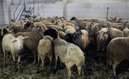 Eyüpsultanlı şehitlerimiz için 58 kurban kesildi